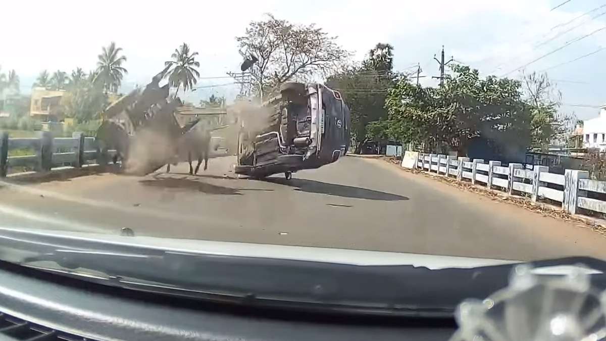 Distracted Venue Driver Rams Bullock Cart Dashcam Footage Reveals Shocking Visuals Automobil 0893