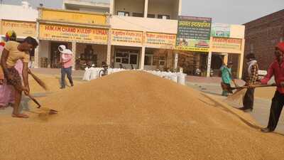 This is despite the state witnessing crop lodging due to untimely rainfall and strong winds when the crop was in maturing stage during March and April. (HT Photo)